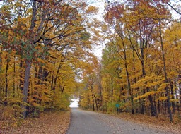 Fall Colors