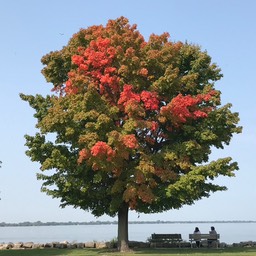 1. Lakeside Maple
