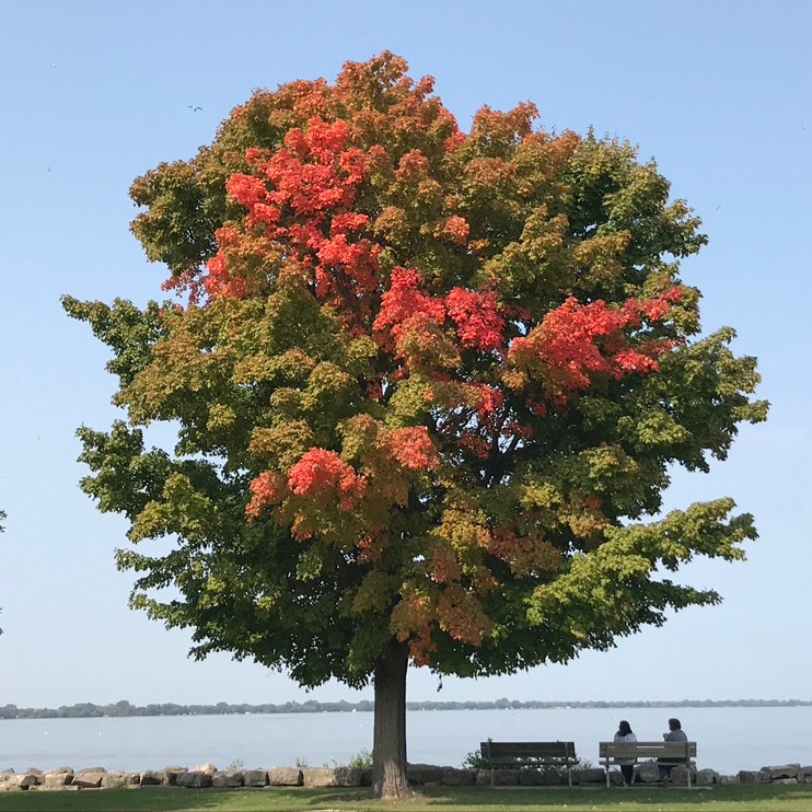 1. Lakeside Maple