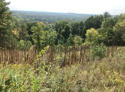 10. Great View