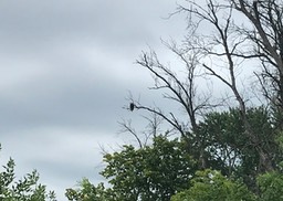 11. Bald Eagle Winona