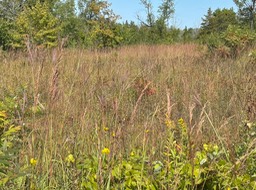 11. Fall Color