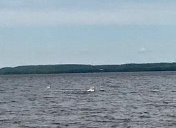 13. Pelicans