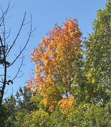 13. Sugar Maple