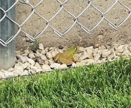 14. Lucky Frog