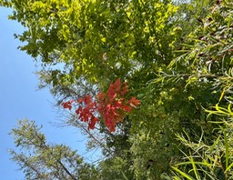 15. Spotty Maple