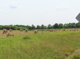 16. Amish Harvest