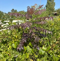 16. Pretty Sumac
