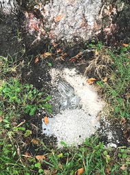 17. Ashes