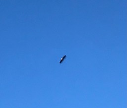 18. Blurry Bald Eagle