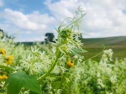 18. Cucumber Blooms