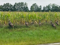 24. Turkeys