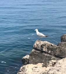 5. Hello Fella