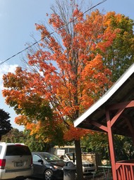 6. Hamb Haus Maple