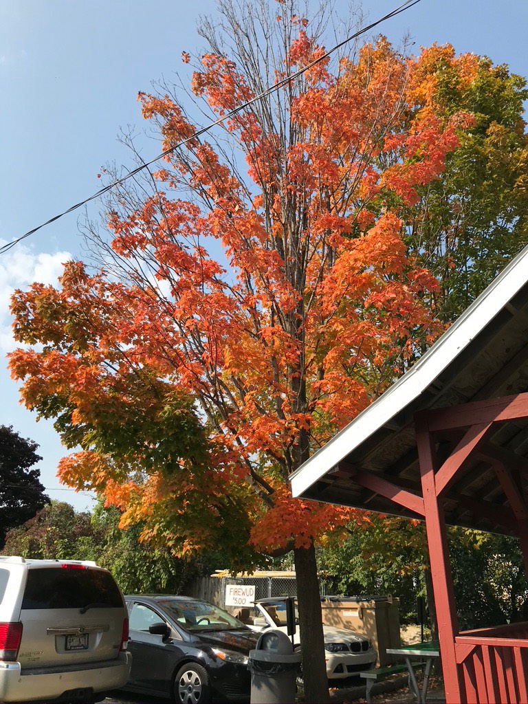 6. Hamb Haus Maple