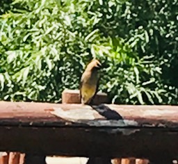 7. Cedar Waxwing_