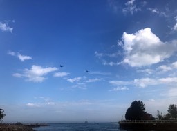 7. Ospreys