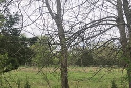8. Deer