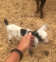 8. New Baby