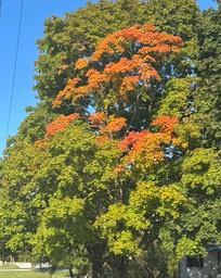 9. Grove Maple