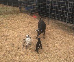 9. New Twins