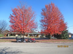 Campbellsport Colors