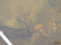 Crayfish