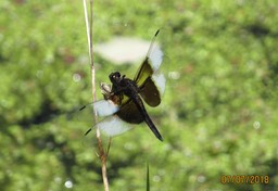 Dragon Fly