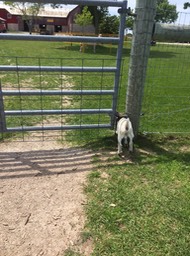 Escapee_4054