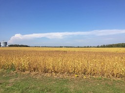 Fall Soy Beans and Clouds