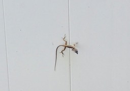 gecko-visitor