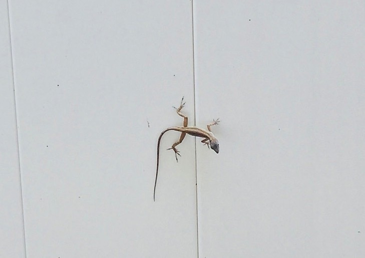 gecko-visitor