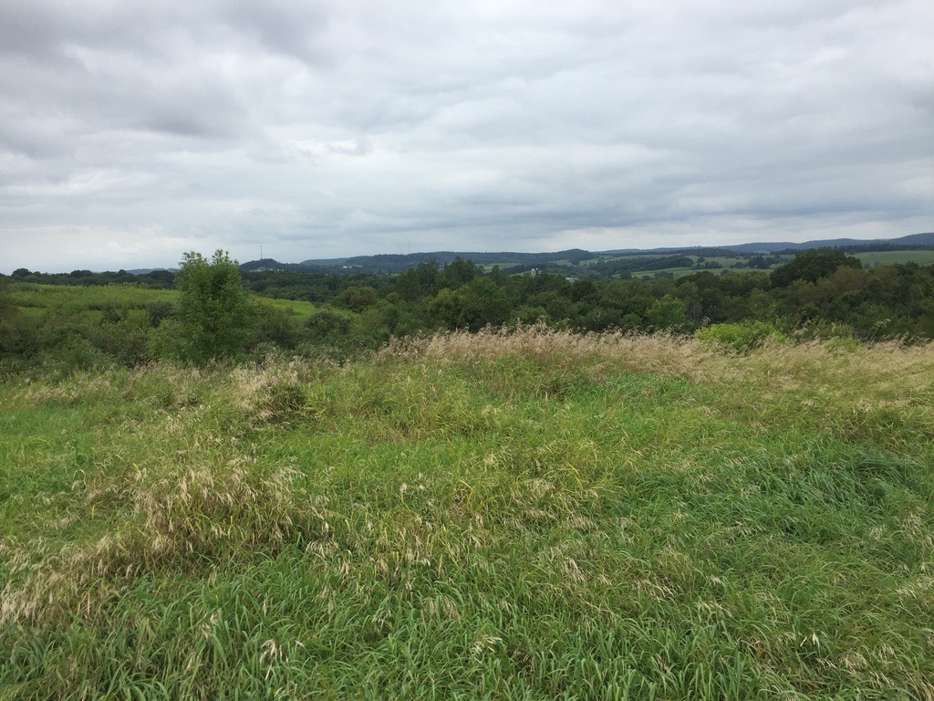 Hillsboro View_
