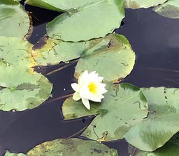 Lilly Pod Bloom