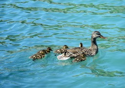 Mama and Her Brood