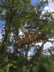 Signs of Fall_