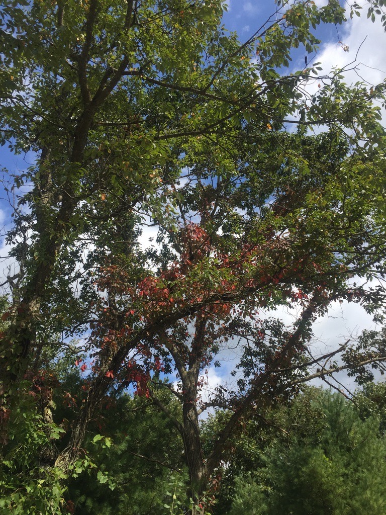 Signs of Fall_