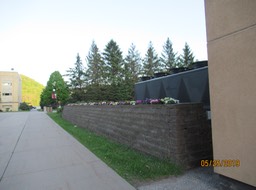 St. Marys Petunias